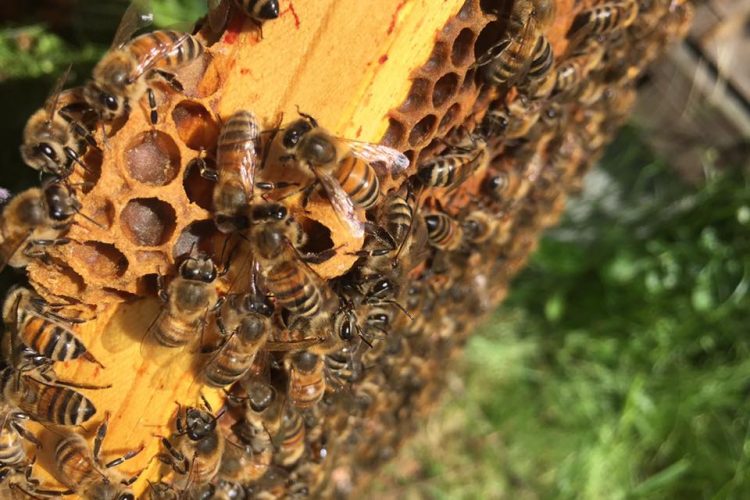 Cowichan bees, honey, prima strada, Cowichan honey